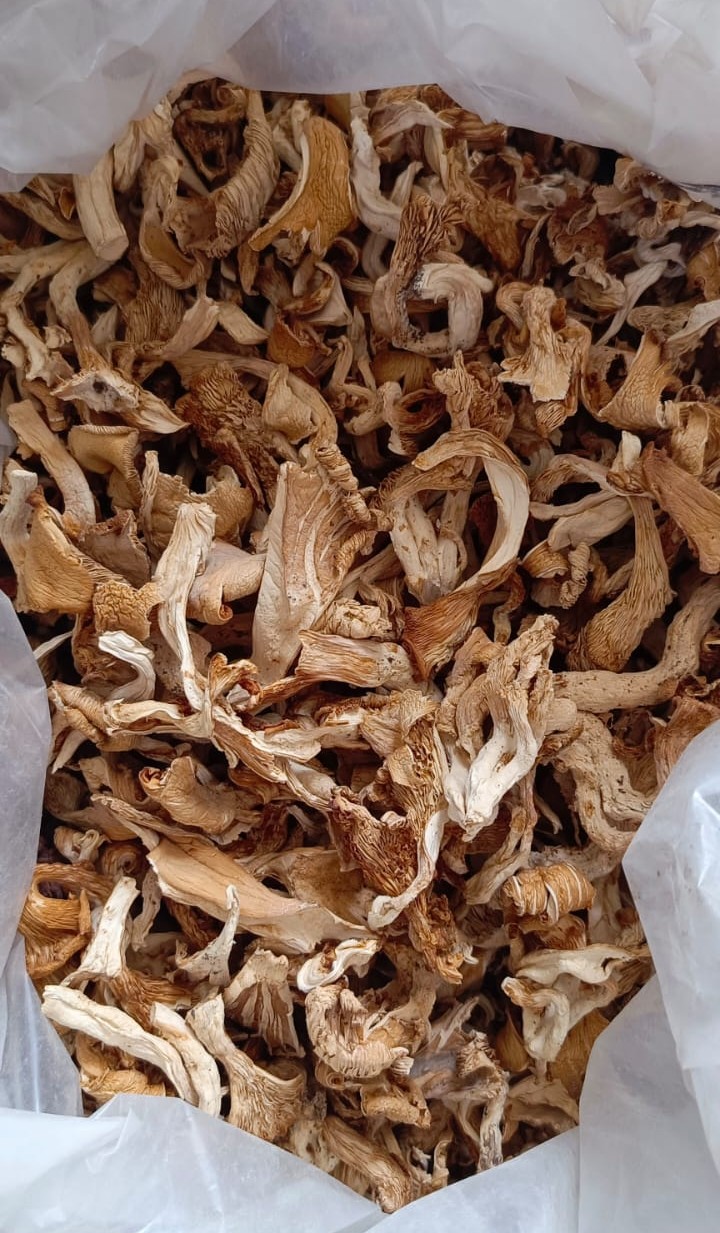 Dry Oyster Mushroom