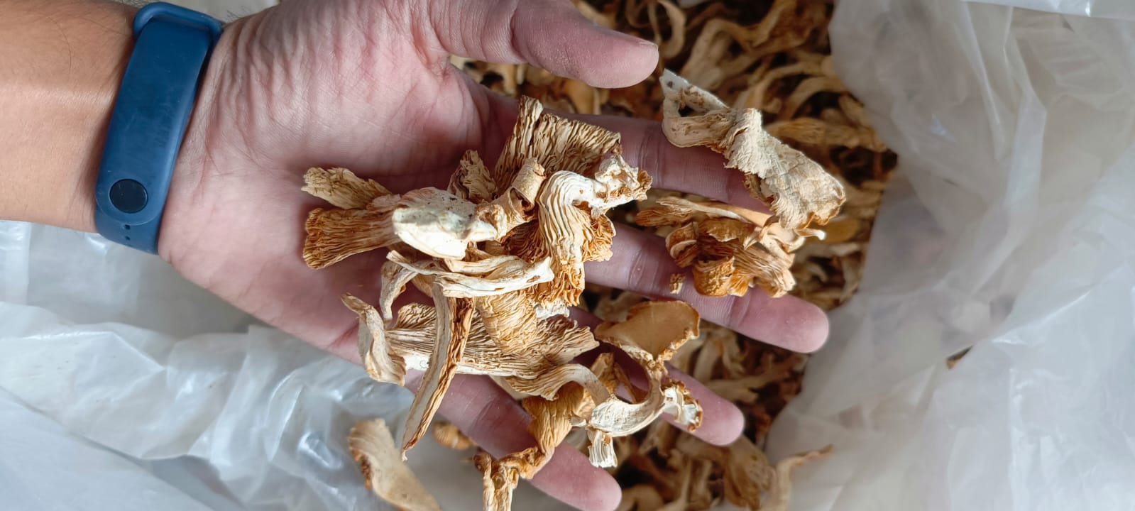 Dry Oyster Mushroom