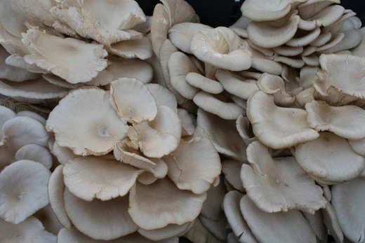 Fresh Oyster Mushroom