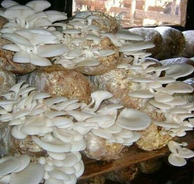 oyster mushroom/200gm