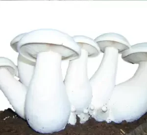 milky mushroom